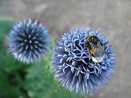 blaudistel,赫梅爾,花