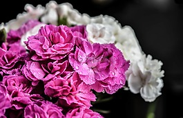 康乃馨,鮮花,紫色