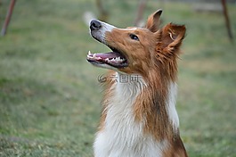 牧羊犬,小狗,寵物