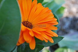 雛菊,花,橙色