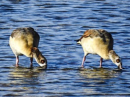nilgans,鹅,水禽