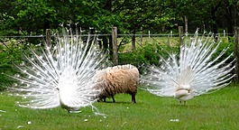 荷蘭,孔雀,鳥