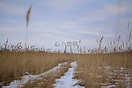植物,字段,冬天