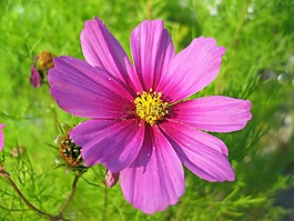 cosmea,花,夏季