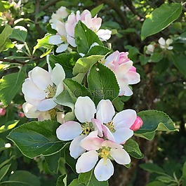 苹果花,苹果树,开花
