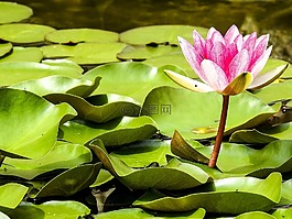 睡蓮,池塘植物,開花