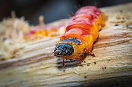 卡特彼勒,柳鉆,蝴蝶