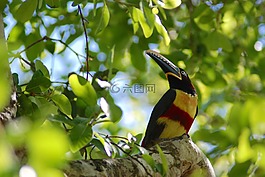 pteroglossus,鳥(niǎo),樹(shù)