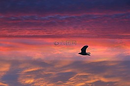 鳥,飛行,羽毛