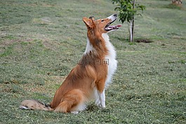牧羊犬,小狗,寵物