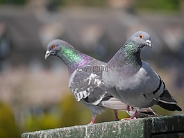 鴿子,鳥,對