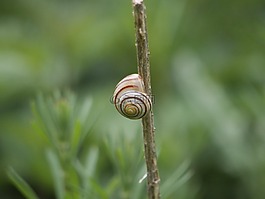 蜗牛,外壳,软体动物