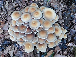 蘑菇,性質(zhì),秋季