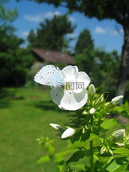 花,蝴蝶,性質(zhì)