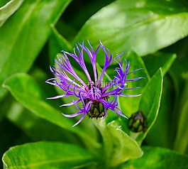 矢車菊,花花園,藍(lán)色