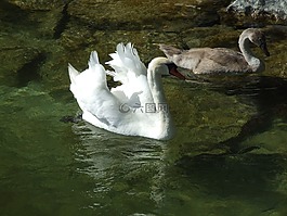 天鵝,小天鵝,水