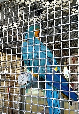 監(jiān)獄,鳥,籠