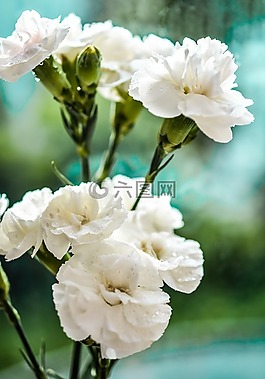 康乃馨,白,鮮花