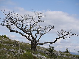 樹(shù),景觀,自然