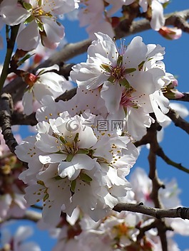 杏仁树开花,鲜花,florir