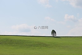 樹,綠色,天空