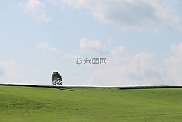 樹,綠色,天空