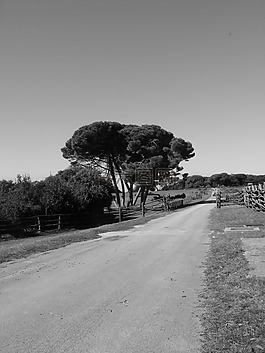 路,農(nóng)村,旅行