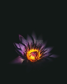 花,光,花瓣