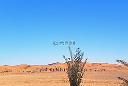 自然,日落,樹