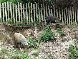 豬,村,圍欄