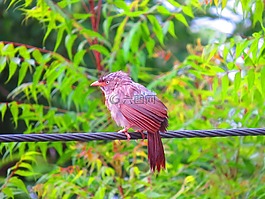 麻雀,鳥,野生動(dòng)物