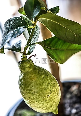 檸檬,樹(shù),綠色