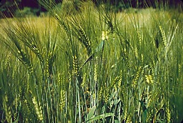 谷物,收獲,農(nóng)村
