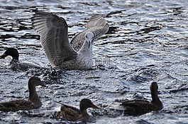 鷗,鳥,水