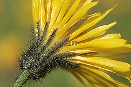 willemetia stipitara,花,盛開