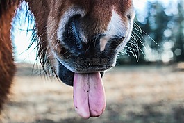 馬,動物,棕色