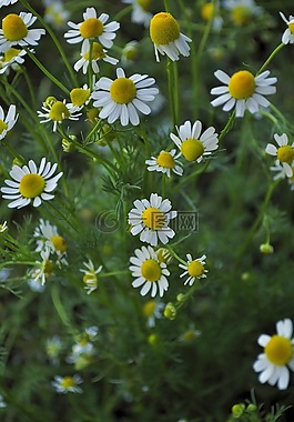 瑪格麗塔,鮮花,野花