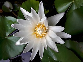 蓮花,荷葉,性質(zhì)