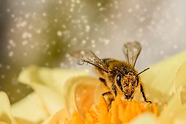 蜜蜂,昆蟲,動物
