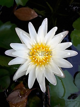 蓮花,荷葉,性質(zhì)