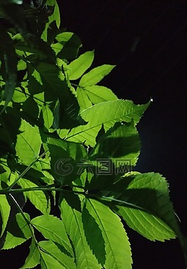 綠色,葉的,夜