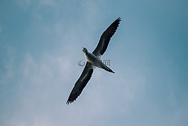 鳥,鳥嘴,羽毛