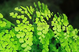 綠色,蕨類,葉子