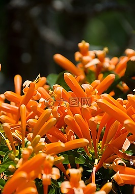 橙色,植物,花園
