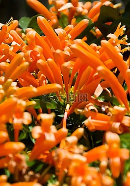 橙色,花,花園