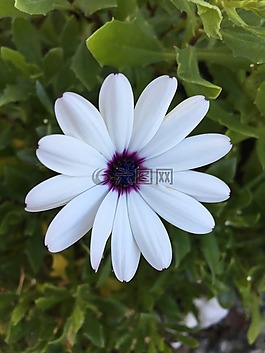 花卉,白,鮮花