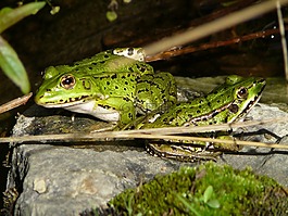 青蛙,兩棲動物,動物世界