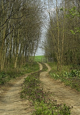 路徑,通路,戶外