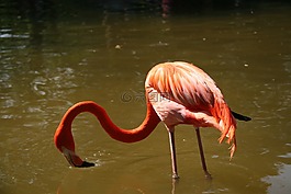 火烈鳥(niǎo),鳥(niǎo),動(dòng)物