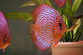 魚,水族館,動(dòng)物